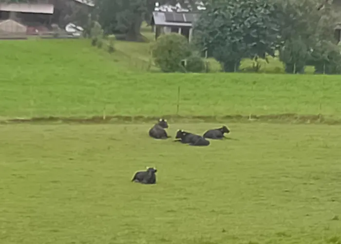 公寓 Ferienwohnung 阿尔拉赫